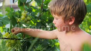 挂在花园里的葡萄枝。 特写镜头。